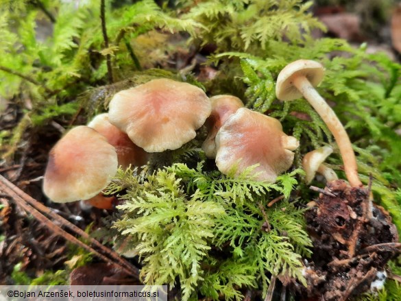 Hypholoma fasciculare var. pusillum
