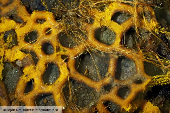 Hemitrichia serpula