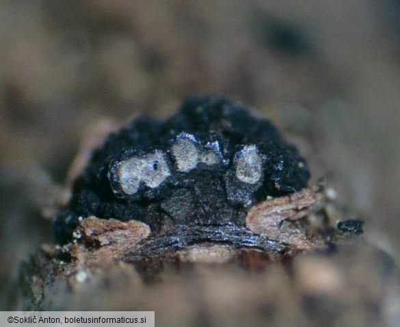 Cucurbitaria berberidis