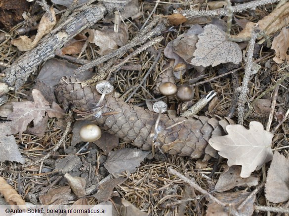 Mycena plumipes