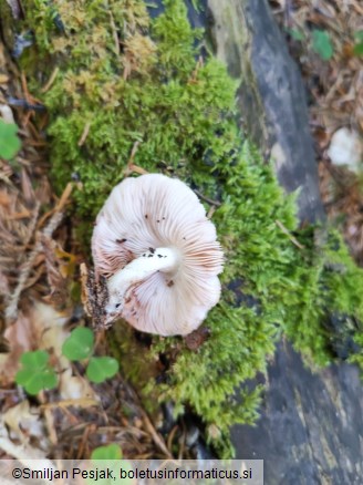Pluteus petasatus