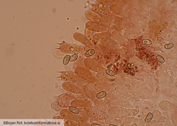 Pholiota lenta