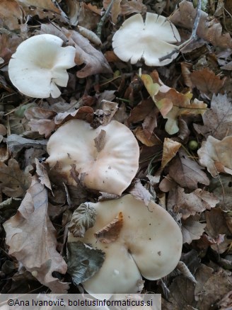 Lepista glaucocana