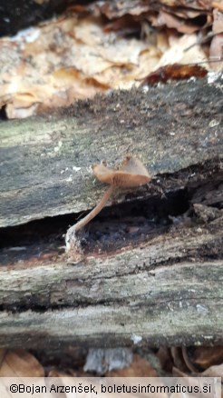 Simocybe centunculus