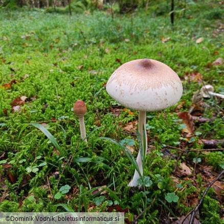 Macrolepiota mastoidea