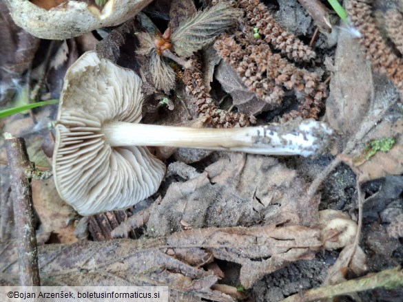 Entoloma aprile