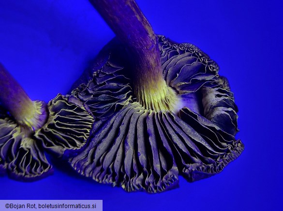 Cortinarius venetus