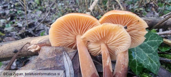 Flammulina elastica