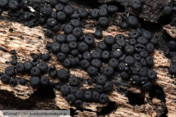 Tympanopsis confertula