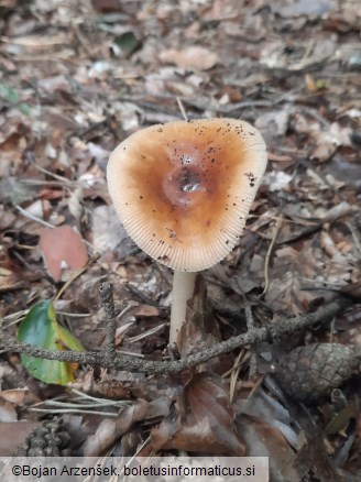 Amanita fulva