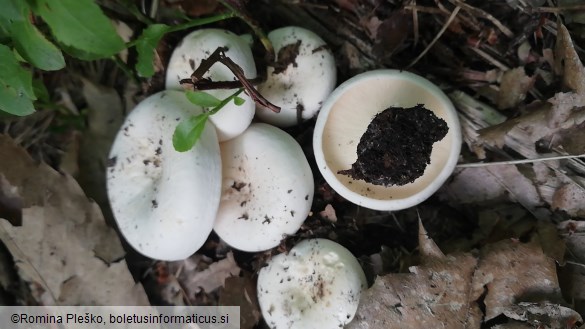 Lactarius piperatus