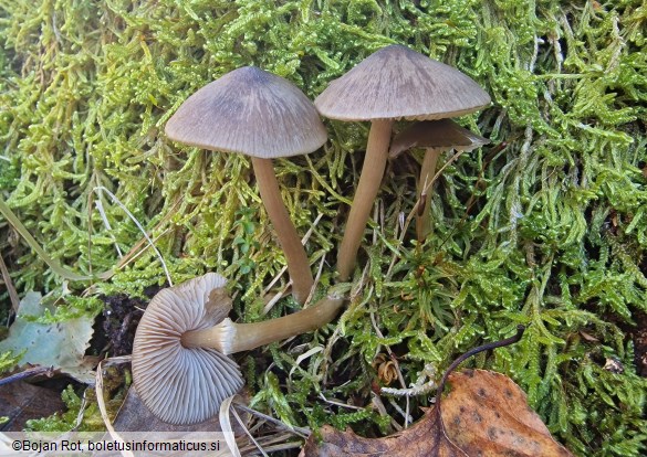 Entoloma conferendum