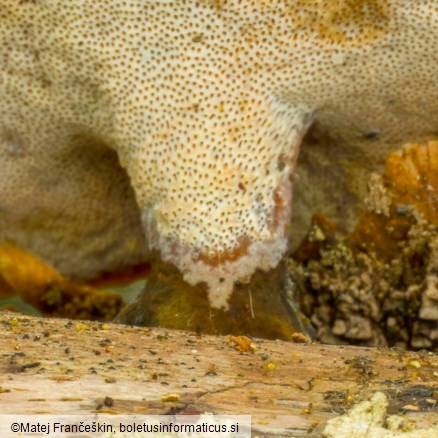 Cerioporus varius