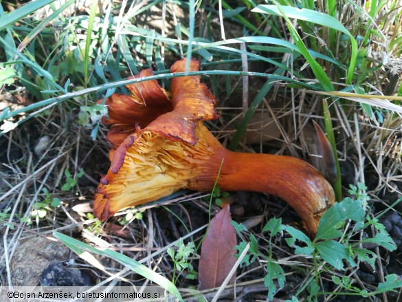 Omphalotus olearius