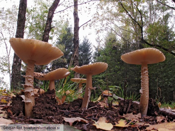 Amanita spadicea