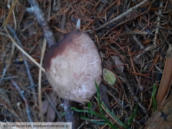 Agaricus sylvaticus