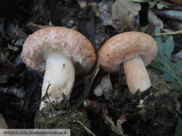 Lactarius torminosus