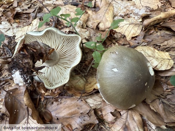 Tricholoma saponaceum