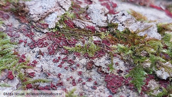 Neonectria coccinea