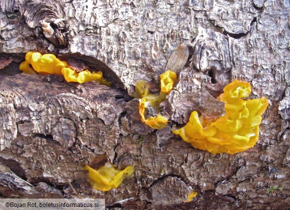 Dacrymyces chrysospermus