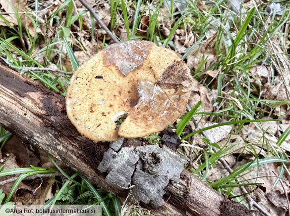 Lentinus brumalis