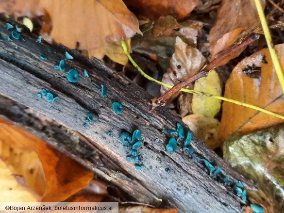 Chlorociboria aeruginascens