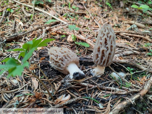 Morchella deliciosa