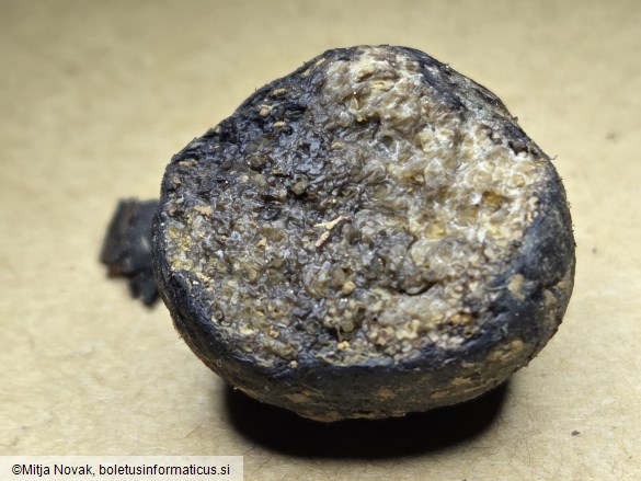 Octaviania asterosperma