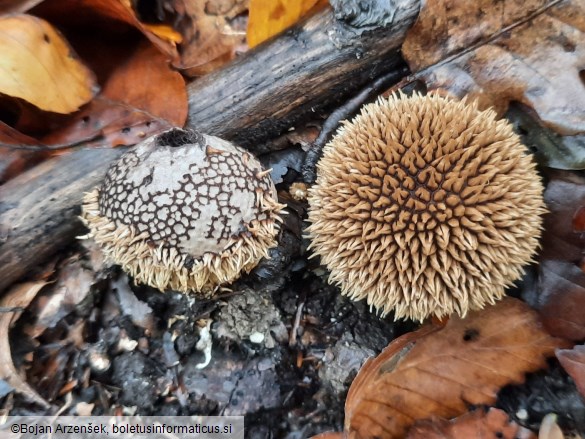 Lycoperdon echinatum