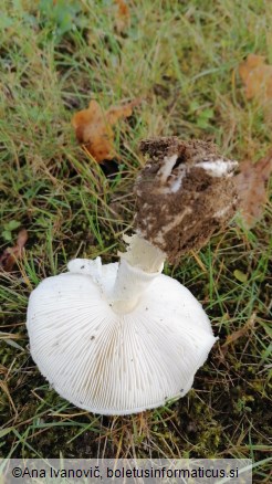 Limacella illinita