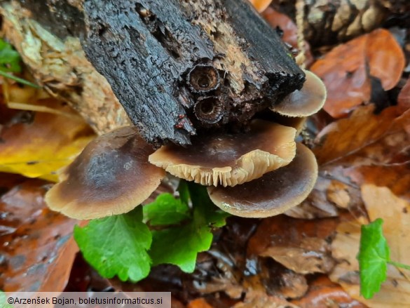 Agrocybe firma