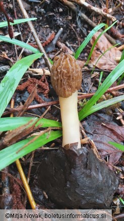 Verpa bohemica