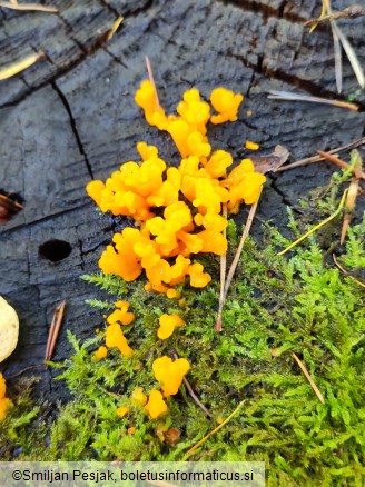 Dacrymyces chrysospermus
