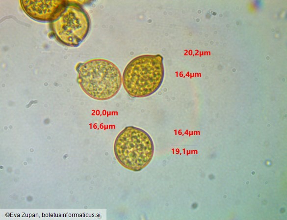 Botryobasidium simile