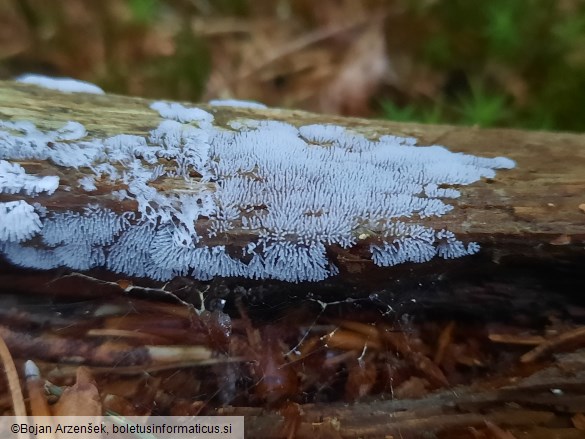 Ceratiomyxa fruticulosa