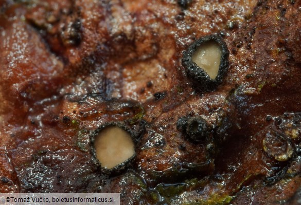 Crumenulopsis pinicola