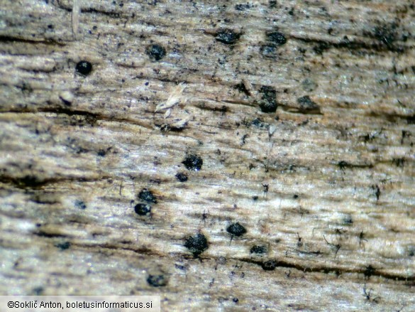 Kirschsteiniothelia atra