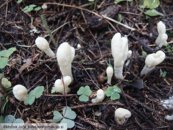 Podostroma leucopus