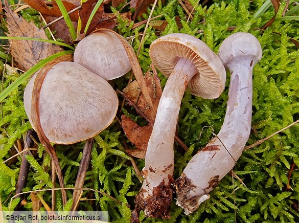 Cortinarius alboviolaceus