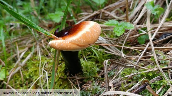 Ganoderma valesiacum