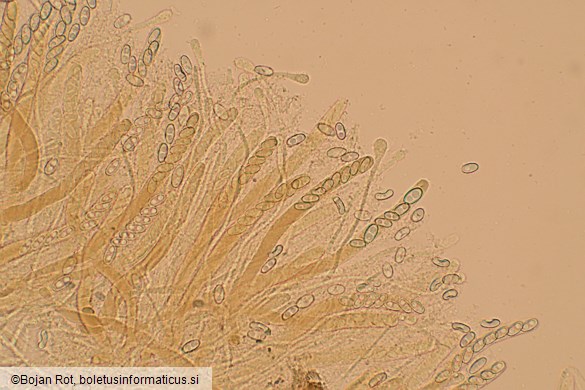 Otidea concinna