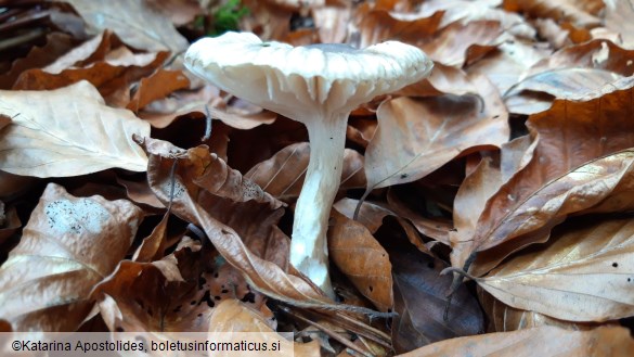 Hygrophorus olivaceoalbus