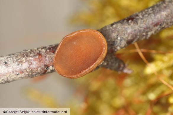 Rutstroemia bolaris