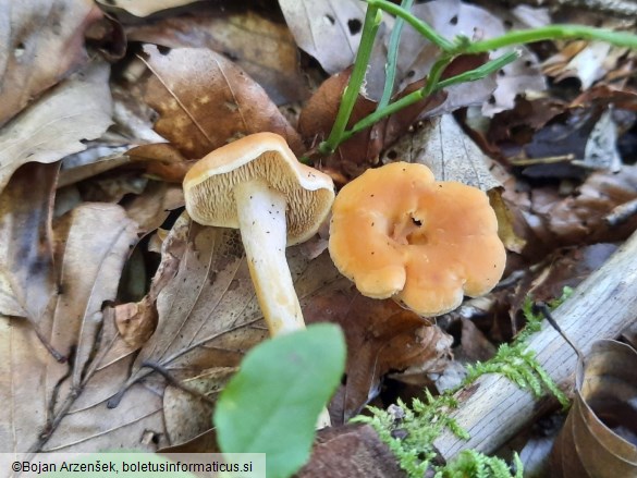Hydnum umbilicatum