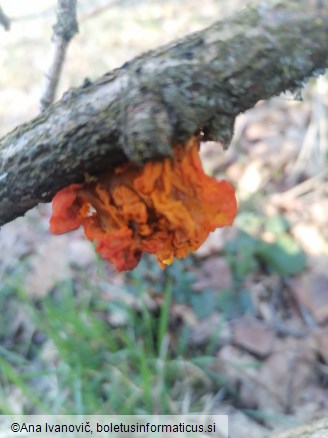 Naematelia aurantia