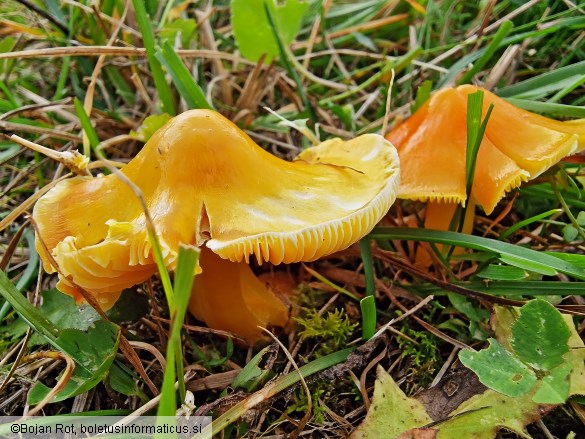 Hygrocybe aurantiosplendens