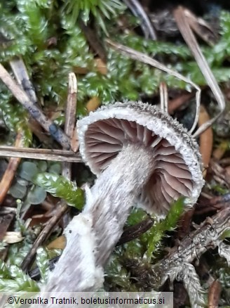 Cortinarius flexipes