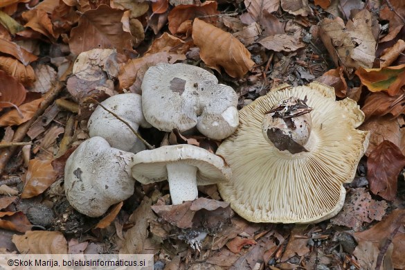 Tricholoma filamentosum
