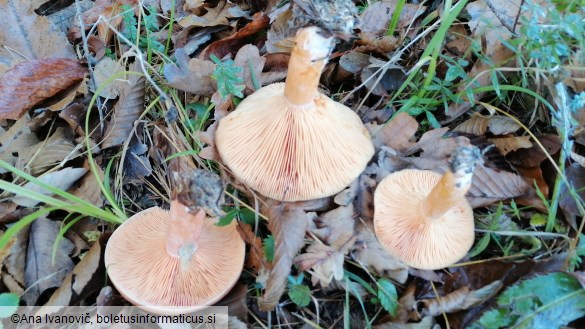Lactarius deliciosus
