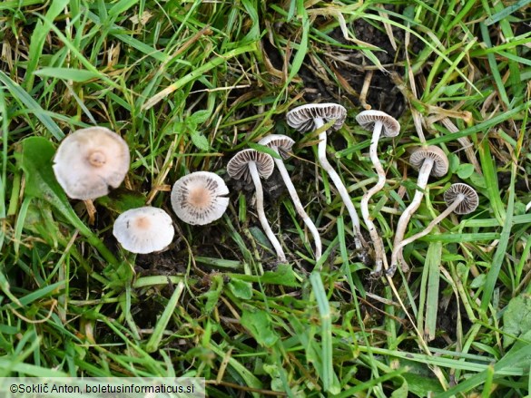 Panaeolina foenisecii